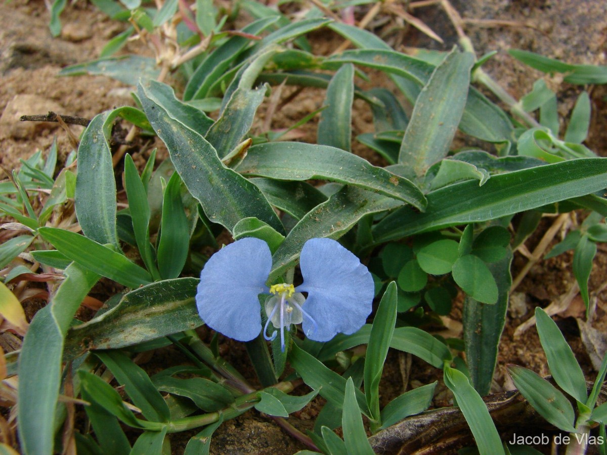 Commelina ensifolia R.Br.